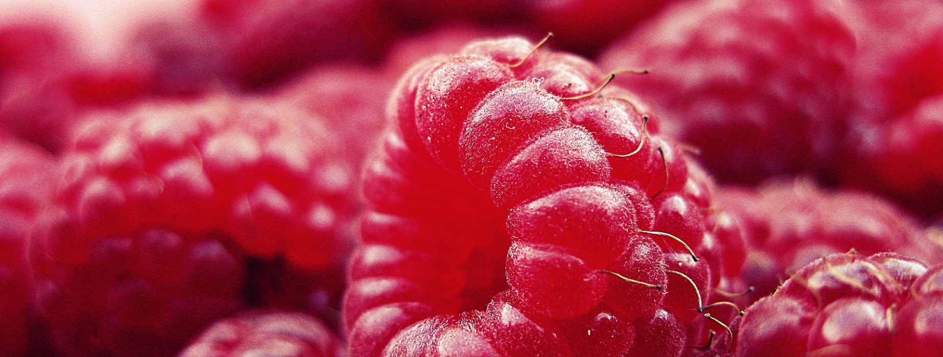 A close-up picture of some raspberries